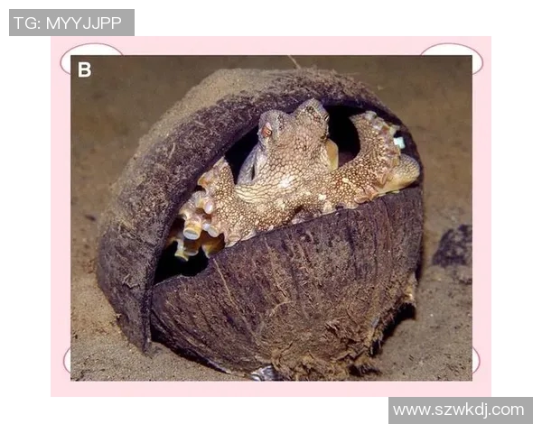 章鱼为何成为足球明星的代名词及其背后的故事揭秘 章鱼为何成为足球明星的代名词及其背后的故事揭秘